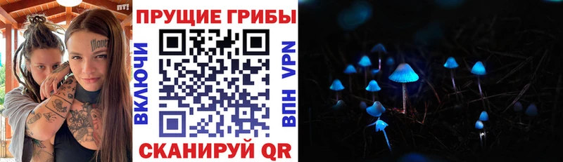 Купить закладки  Камбарка  Псилоцибиновые грибы GOLDEN TEACHER 